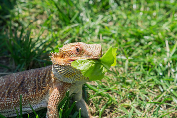 Closeup of a Bearded Dragon (Pogona vitticeps) on green grass. Exotic domestic pet.
