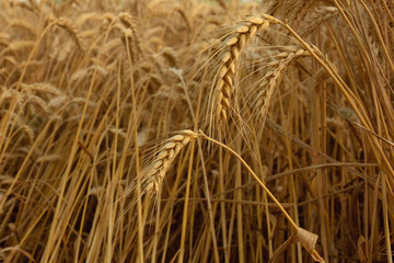 ears of wheat
