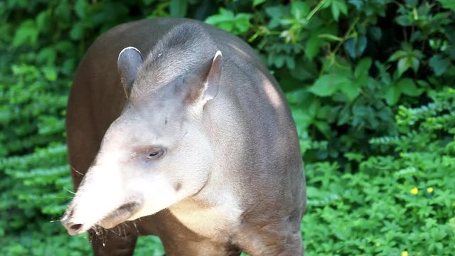 Portrait of south American tapir (Tapirus terrestris).