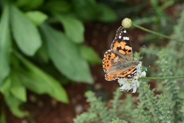 Giant scabious