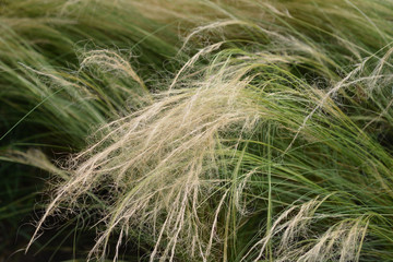 Pony tails grass