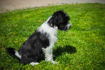 funny Tibetan Terrier puppy is sitting on nature