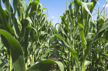 Green corn field against the blue sky and clouds