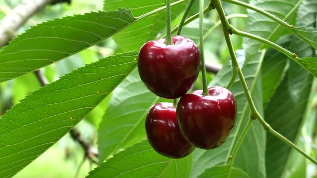 Collection of cherries from a tree