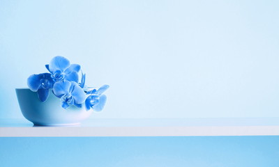 Home light decor. beautiful blue orchids in a white vase. bouquet of flowers on a blue wall...