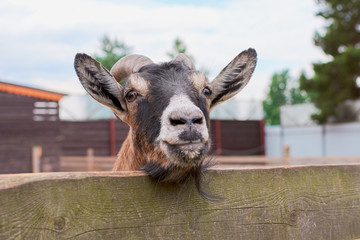 the goat chews © vinkirill