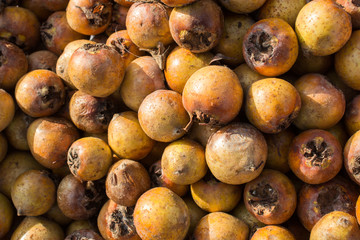 Freshly picked up medlar fruit species mespilus germanica in box