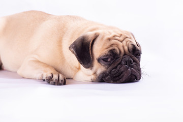Cute pug dog feel boring