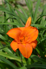 Daylily