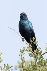 Burchell's Starling or Burchell's Glossy-starling (Lamprotornis australis) perched in tree, Kruger National Park, South Africa