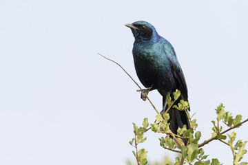 Burchell's Starling or Burchell's Glossy-starling (Lamprotornis australis) perched in tree, Kruger National Park, South Africa