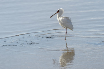 African spoonbill (Platalea alba) standing in water with reflection, Kruger National Park, South Africa.