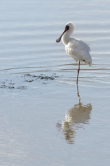 African spoonbill (Platalea alba) standing in water with reflection, Kruger National Park, South Africa.