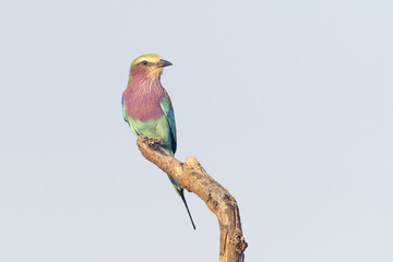 Lillac-breasted roller (Coracias caudatus), perched on a branch, Kruger National Park, South Africa.