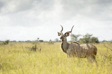 Greater Kudu (Tragelaphus strepsiceros) male bull on savanna, Kruger National Park, South Africa.