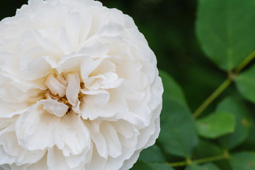 A beautiful rose that grows in a home garden on a flowerbed