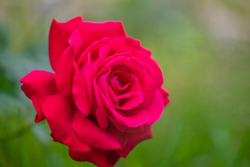 A beautiful rose that grows in a home garden on a flowerbed