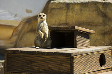 Watching the little suricate