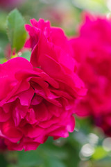 A beautiful rose that grows in a home garden on a flowerbed