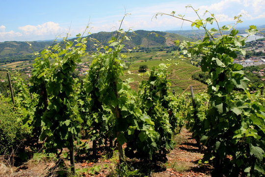 VIGNES C&Ocirc;TES DU RH&Ocirc;NE