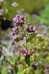 Oregano flowers
