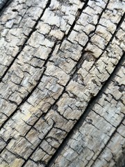 Striations on a tree bark