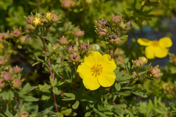 Elizabeth Cinquefoil