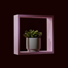 Plant of echeveria in the flowerpot in a pink frame on a dark background