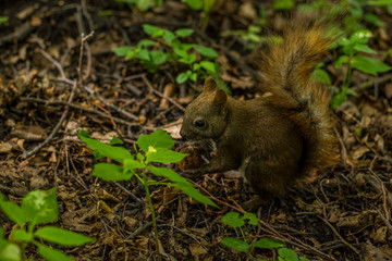 squirrel close wildlife animal portrait  concept eat a nut in green summer forest nature environment