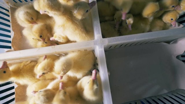 Yellow chicks sit in a plastic box, top view.