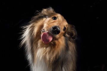 Hund streckt die Zunge raus