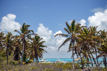 Fototapeta na wymiar Paradise Island of Contoy. View of a pleasure yacht through the palm trees.