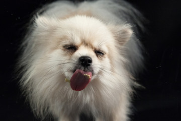 Hund streckt die Zunge raus