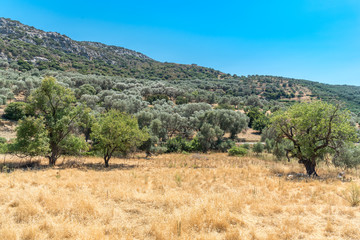 Fototapeta na wymiar Olive plantation on the way to the mountain village Anidri in south-west Crete