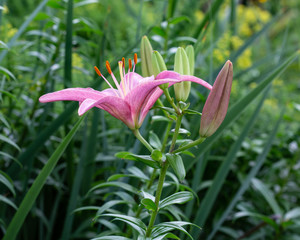 side view of a pink lily newly opened in the garden