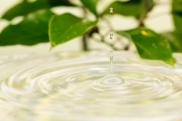 水面と植物