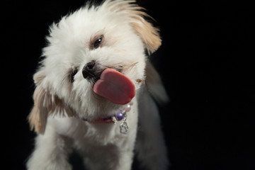 Hund streckt die Zunge raus