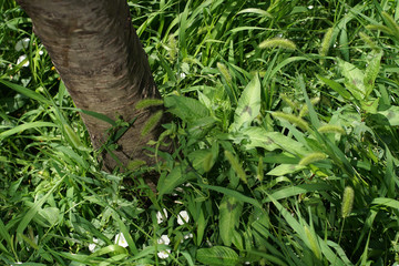 Naklejka na ściany i meble Tall grass surrounding the tree in the park, detail, close up