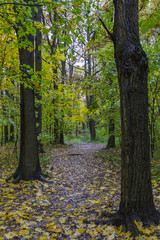 Autumn landscape. Autumn leafes, very shallow focus
