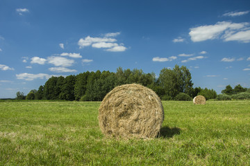Coils of hay in the green meadow
