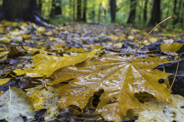 Autumn leaves in a puddle. Reflections in the water. Blurred picture. Blurred autumn leaves in a puddle.