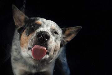 Hund streckt die Zunge raus