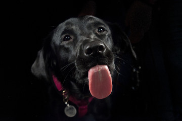 Hund streckt die Zunge raus