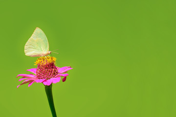 Butterfly on pollen from zinnia elegans on a nature background.