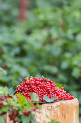 Plate full of red currants in garden on old wood.
