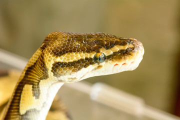 Albino burmese python is curled up. Its pet tame.