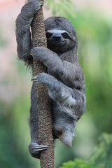Staring baby sloth © Kean
