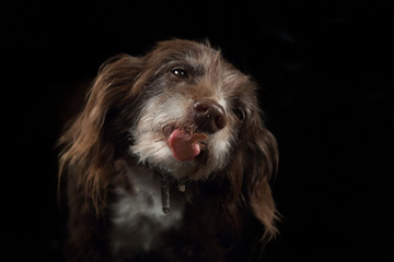 Naklejka premium Hund streckt die Zunge raus