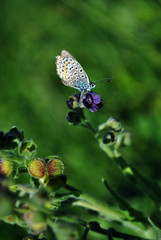 The common blue butterfly (Polyommatus icarus) butterfly sitting on Cynoglossum officinale (houndstongue, houndstooth, dog's tongue, gypsy flower), soft blurry green grass background