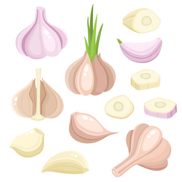 Bright vector set of colorful different garlic isolated on white